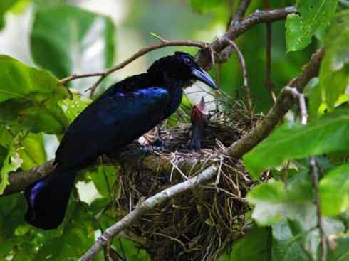 美丽无罪:雀鸟之极乐鸟 美丽无罪:雀鸟之极乐鸟