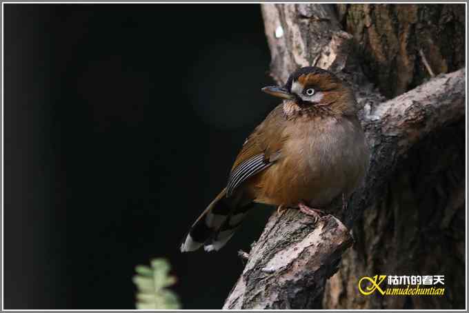 今年冬天的鸟儿有点少【照片】