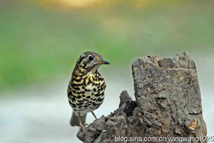 北京天坛公园的鸟类——宝兴歌鸫（3）