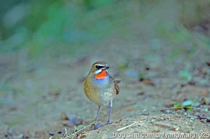 红喉歌鸲（13）