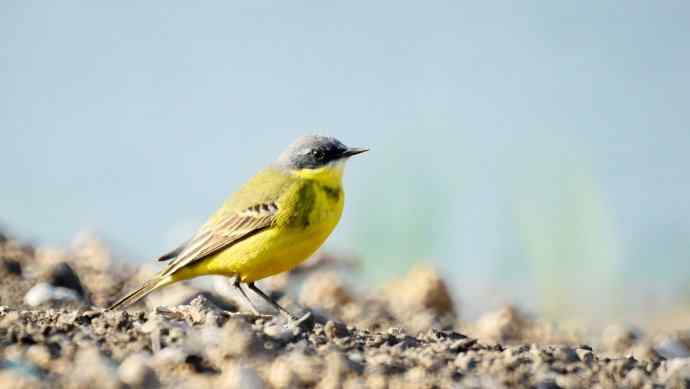 头一次打鸟就遇见了黄鹡鸰