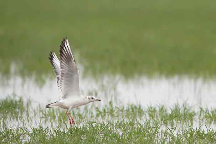 周末野鸭湖（自然摄影）