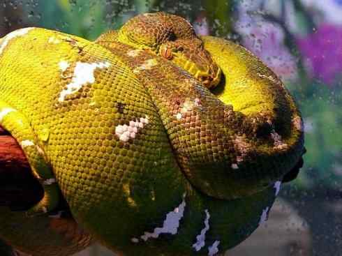 龙：传说的兽原型探秘（树蚺类）