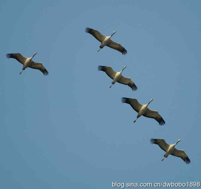 云天鹤影 wbr醉舞冬阳