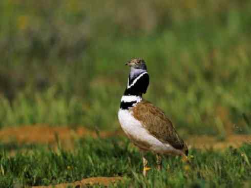 鸟类之最：灰颈鹭鸨