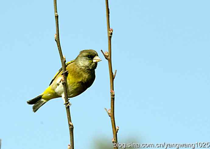 艰难(大风中的金翅鸟纪实) 艰难(大风中的金翅鸟纪实)
