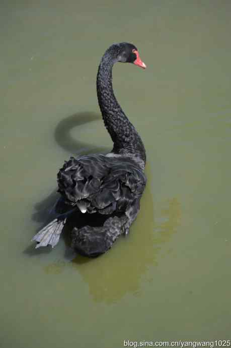 再游麋鹿苑（黑天鹅篇）