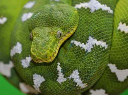 龙：传说的兽原型探秘（树蚺类）