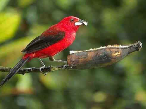 极品红色鸟类：巴西仲嘴雀