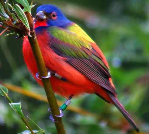 美丽无罪：雀鸟之彩鹀