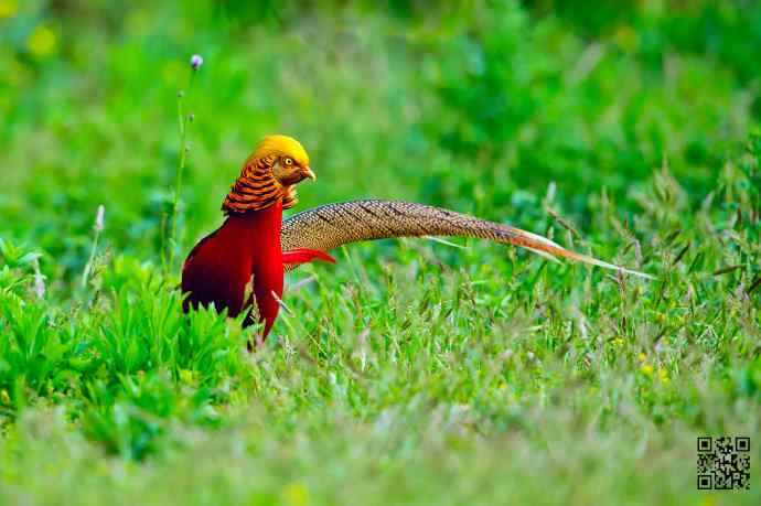 四月拍的红腹锦鸡