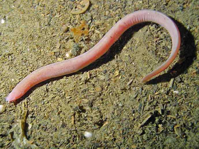 鱼类活化石：盲鳗