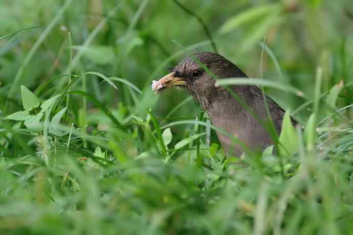 植物园的山噪鹛