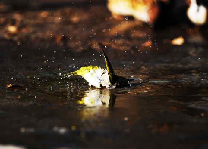 暗绿绣眼鸟（洗浴在冰水中）