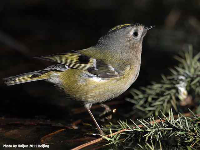 暮然回首 wbr. wbr戴菊却在天坛水洼处