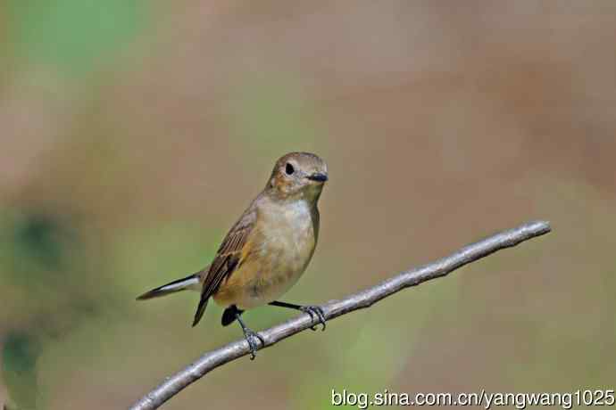 秋天的红喉姬鹟（10）