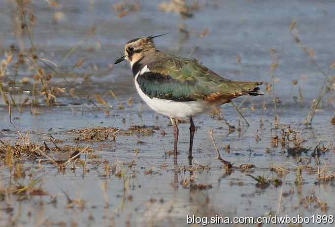 飞翔的凤头麦鸡