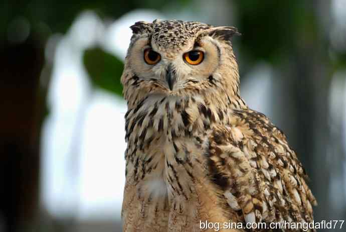 翠鸟路猫头鹰
