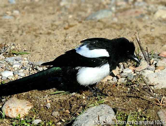 越洗越喜,一只可爱的小喜鹊