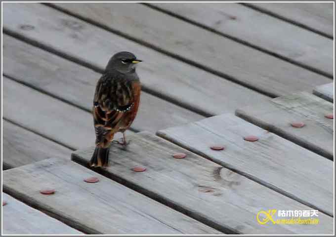 记录版：长尾山椒鸟【照片】