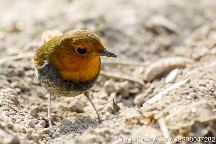 打鸟归来收获多多   (5）日本歌鸲