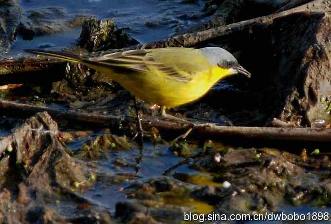沙河云光水色鸟影