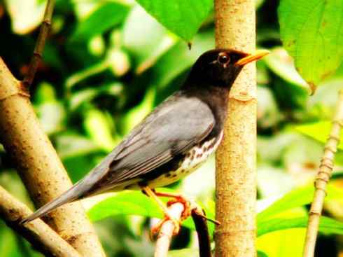 美丽无罪：雀鸟之矶鸫