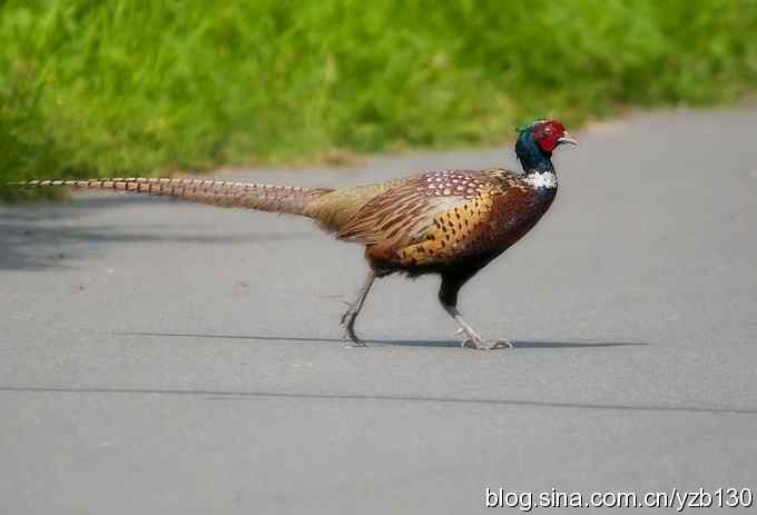 闲庭信步环颈稚（组图，21张图片）