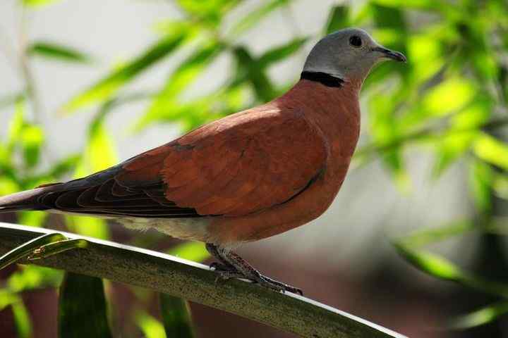 泰国观鸟节 2009