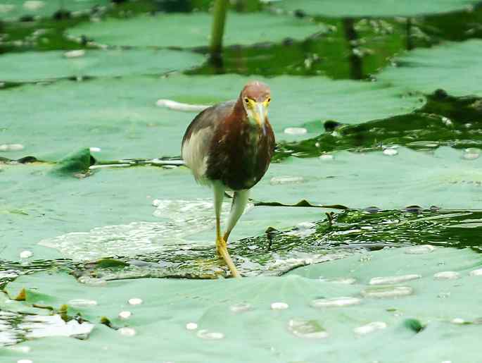 圆明园&nbsp;wbr路&nbsp;wbr荷塘深处觅食的池鹭