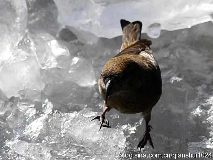 虎年最后一只鸟.交嘴雀(植物园)