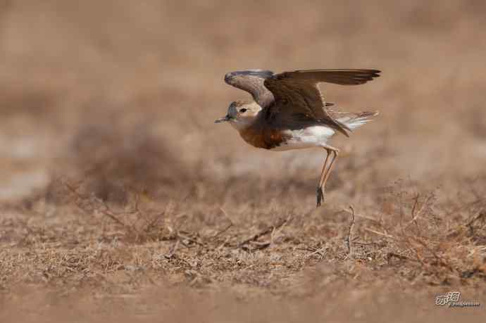 野鸭湖的东方鸻