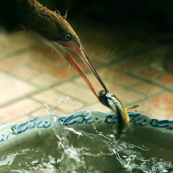 黄小鳽放生圆明园 黄小鳽放生圆明园