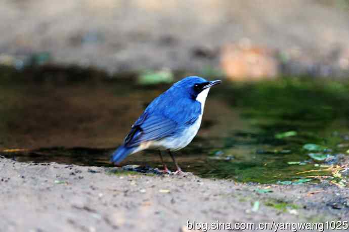 雄性蓝歌鸲（7）
