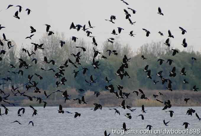 初冬沙河 wbr寒鸦满天