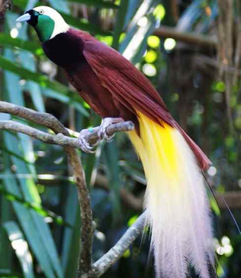 美丽无罪:雀鸟之极乐鸟 美丽无罪:雀鸟之极乐鸟