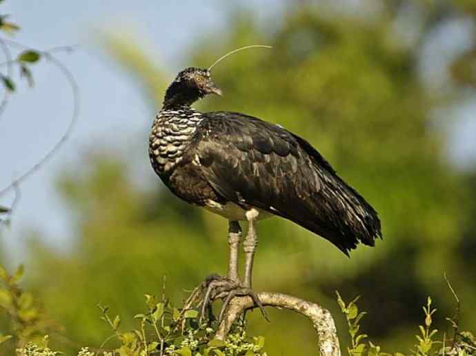 犬科：薮犬亚科薮犬属之薮犬