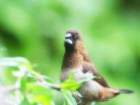 家禽驯化之源之十七