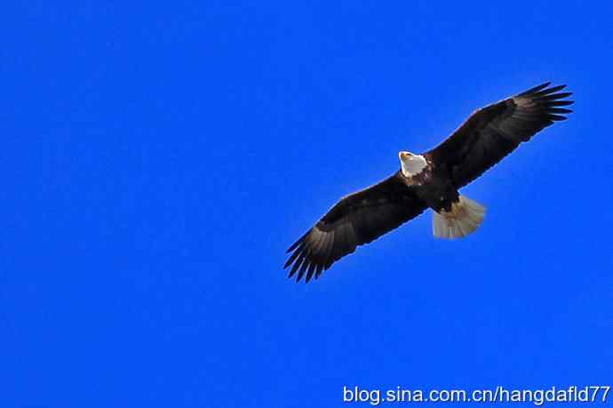 雄鹰翱翔蓝天