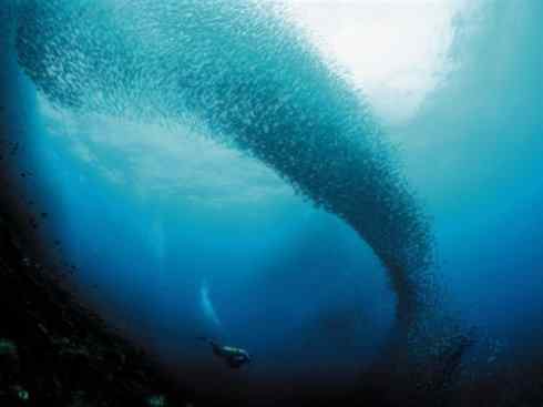 自然奇观：动物大迁徙(沙丁鱼)