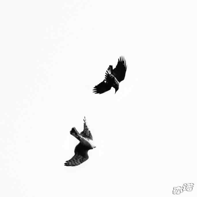 北京西山 wbr路 wbr拦路的乌鸦 北京西山 wbr路 wbr拦路的乌鸦