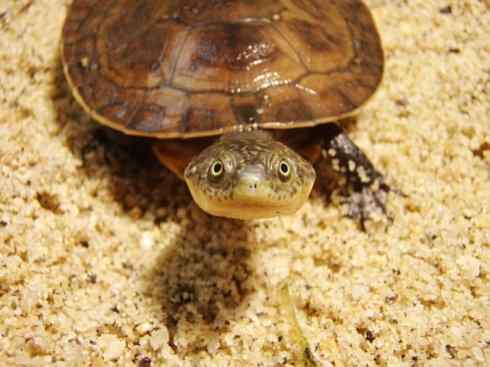 玄武：传说的兽原型探秘（玛塔龟）