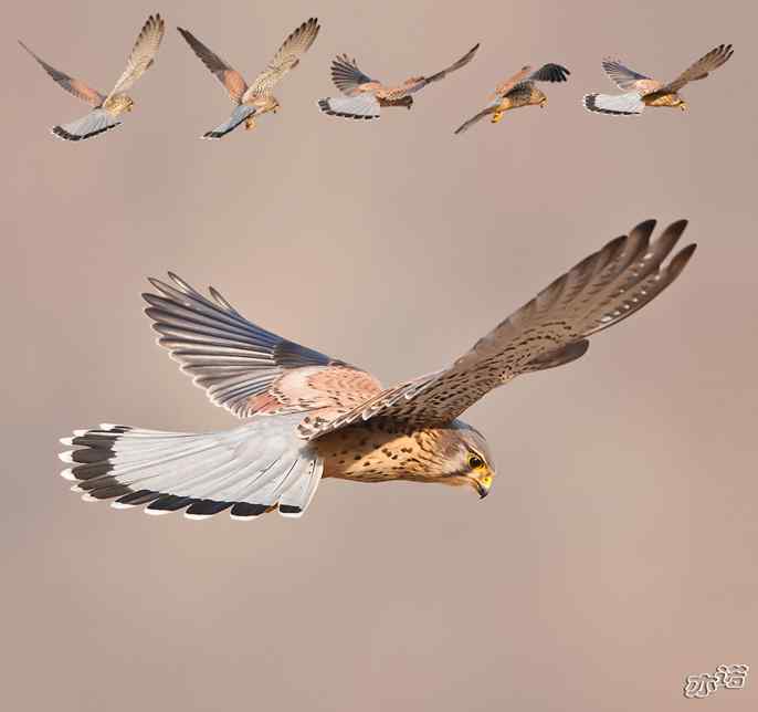 红隼悬停(五组)