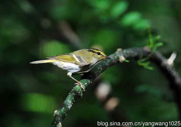 黄腰柳莺(4) 黄腰柳莺(4)