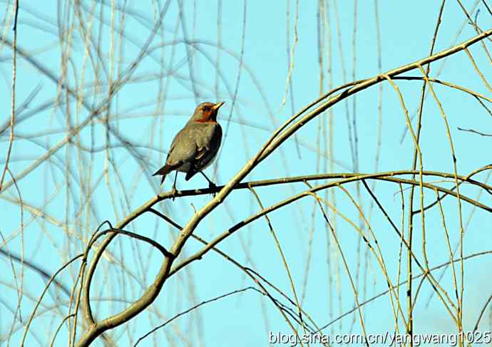 随走随拍(赤颈鸫) 随走随拍(赤颈鸫)