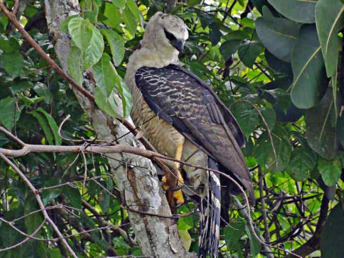 犬科：狐亚科伪狐属之阿根廷狐、山狐、达尔文狐