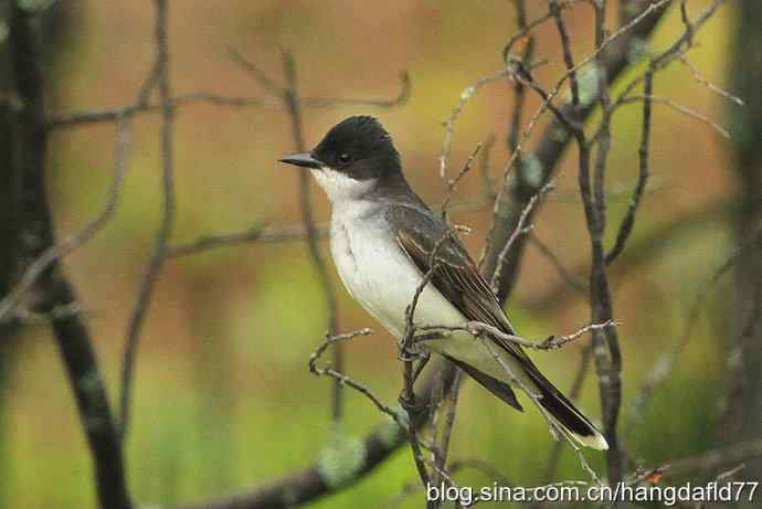 美国鸟类摄影——东霸鹟：个子不大，却十分霸道