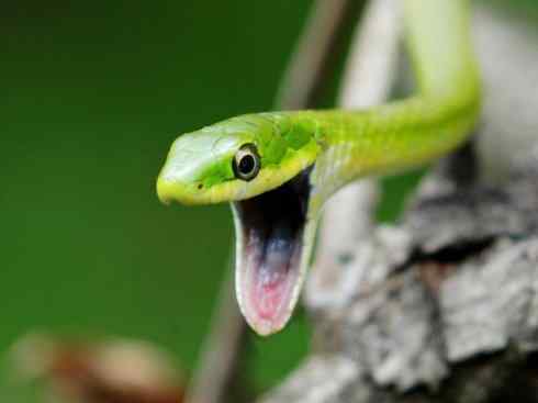 龙:传说的兽原型探秘(树蛇类) 龙:传说的兽原型探秘(树蛇类)