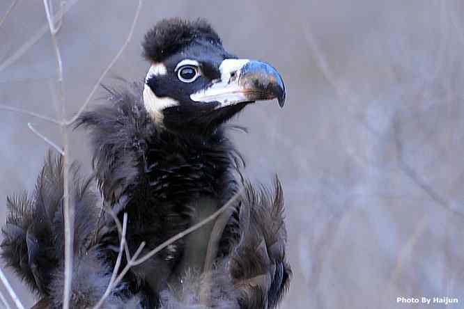 驱车永定河峡谷拍摄秃鹫