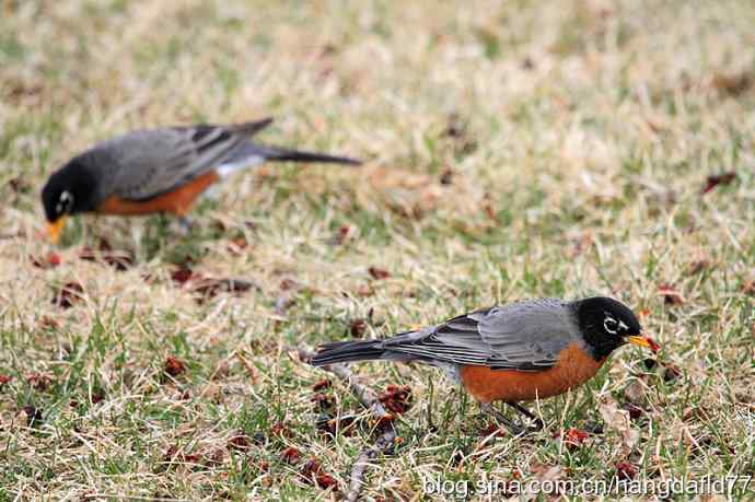 北美知更鸟（1）